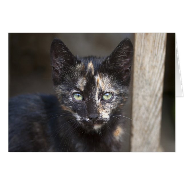 Tortoiseshell Kitten Hälsningskort (Framsidan Horizontal)