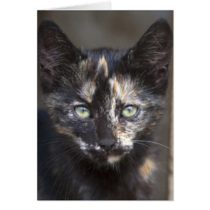 Tortoiseshell Kitten Hälsningskort