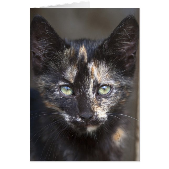 Tortoiseshell Kitten Hälsningskort (Framsidan)