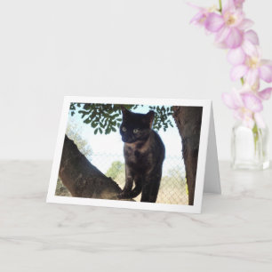Tortoiseshell Kitten i Träd Kort