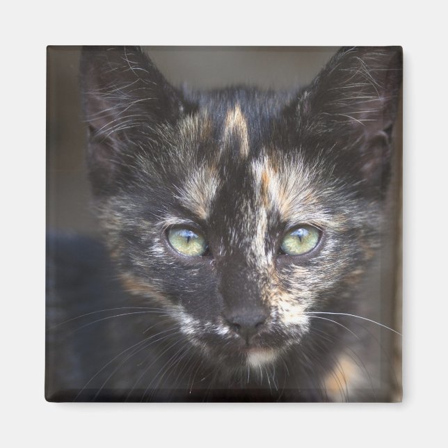 Tortoiseshell Kitten Magnet (Framsidan)