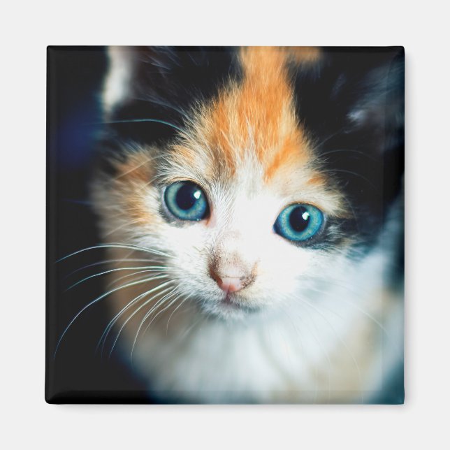 Tortoiseshell kitten magnet (Framsidan)
