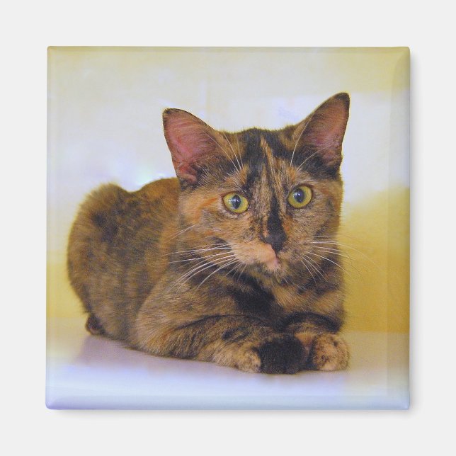 Tortoiseshell Kitten Magnet (Framsidan)
