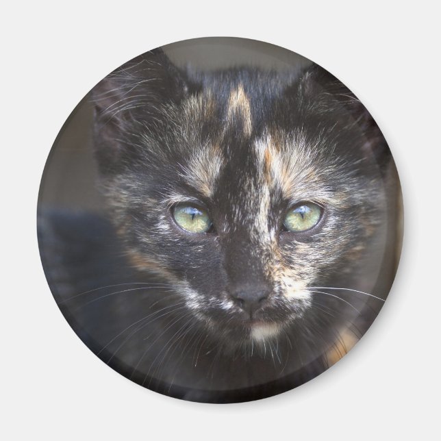Tortoiseshell Kitten Magnet (Framsidan)