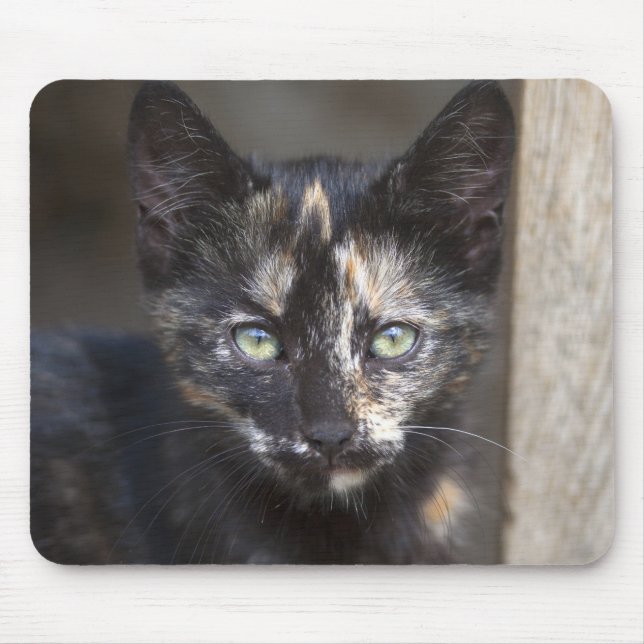 Tortoiseshell Kitten Musmatta (Framsidan)