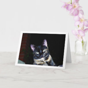 Tortoiseshell Kitten Porträtt Kort