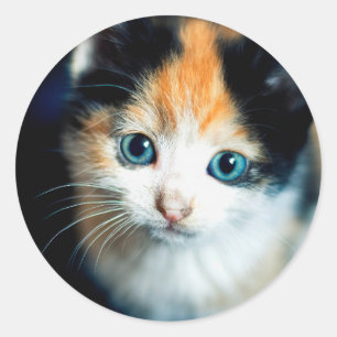 Tortoiseshell kitten runt klistermärke