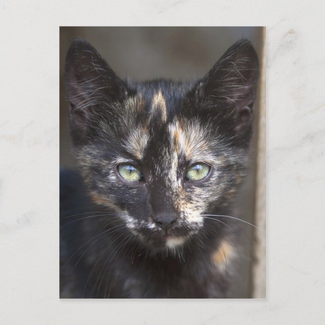 Tortoiseshell Kitten Vykort (Framsida)