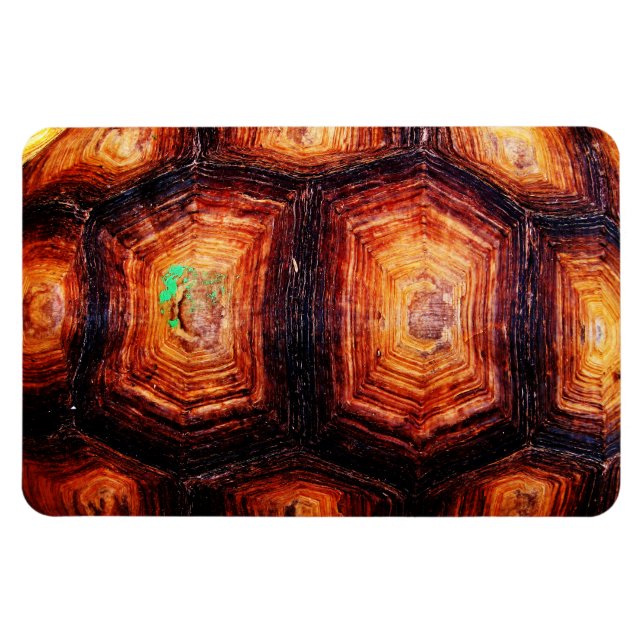Tortoiseshell Magnet (Horisontell)