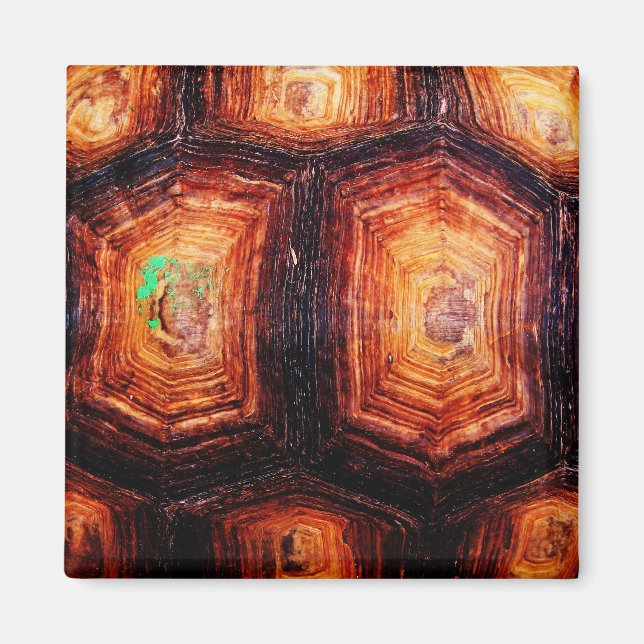 Tortoiseshell Magnet (Framsidan)