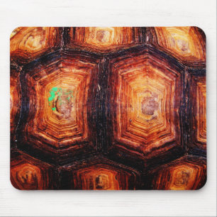 Tortoiseshell Musmatta