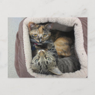 Tortoiseshell och Tabby katt Vykort