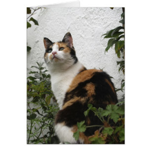 Tortoiseshell och Vit Katt Hälsningskort