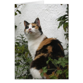 Tortoiseshell och Vit Katt Hälsningskort