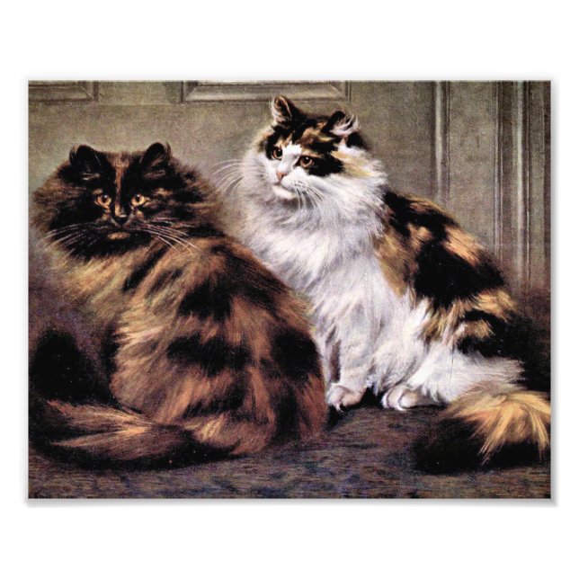 Tortoiseshell Persian Cats Art Fototryck (Framsidan)