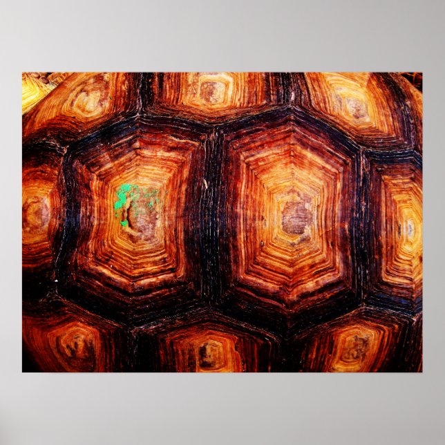 Tortoiseshell Poster (Framsidan)