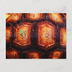 Tortoiseshell Vykort
