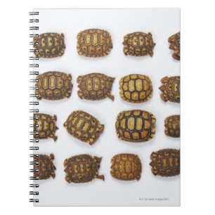 Tortoslingar i baby ordnade på rader anteckningsbok