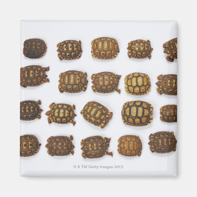 Tortoslingar i baby ordnade på rader magnet (Framsidan)