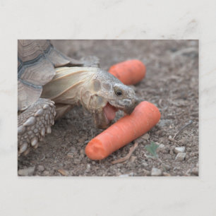 Tortot från sulcata vykort