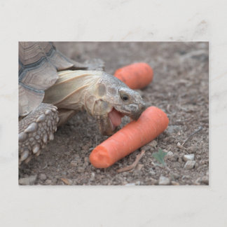 Tortot från sulcata vykort