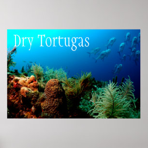Tortugas nationalpark, korallrev poster