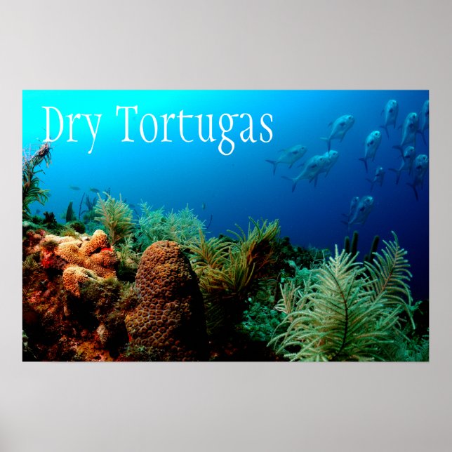 Tortugas nationalpark, korallrev poster (Framsidan)