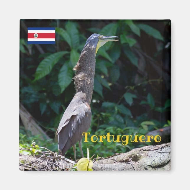 Tortuguero - Bare-Throated Tiger Heron Magnet (Framsidan)