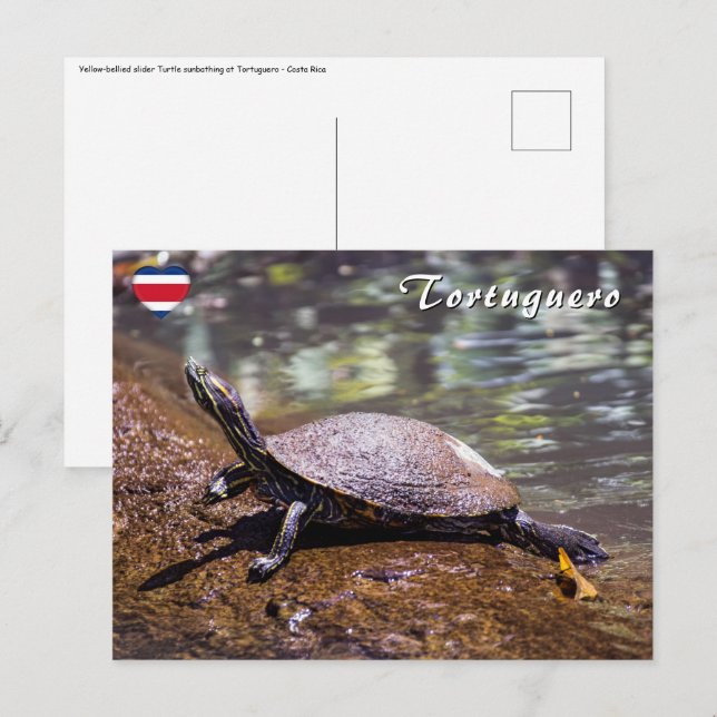 Tortuguero - Gulbukad nätsköldpadda Vykort (Fram/baksida)