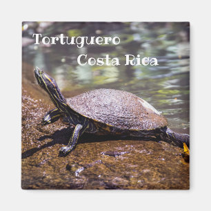 Tortuguero - skjutreglaget Turtle med Gult Magnet