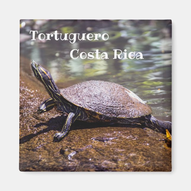 Tortuguero - skjutreglaget Turtle med Gult Magnet (Framsidan)