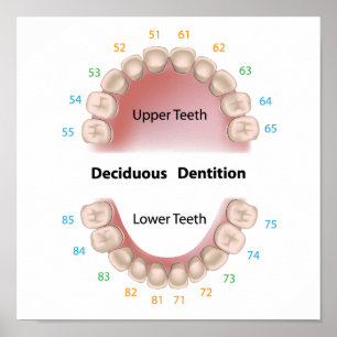 Torvtandad tandkött (baby tänder) poster
