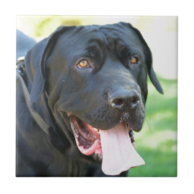 Tosa Inu hund Kakelplatta (Framsidan)