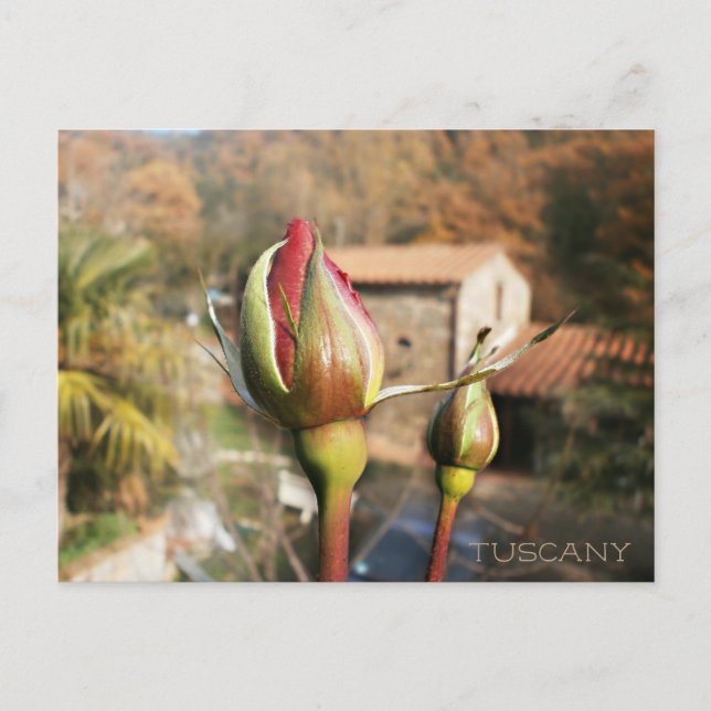 Toscanska hösten ro. Toskana. Vykort (Framsida)