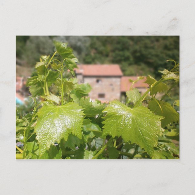 Toskana. Italien. Cortona. Vykort (Framsida)