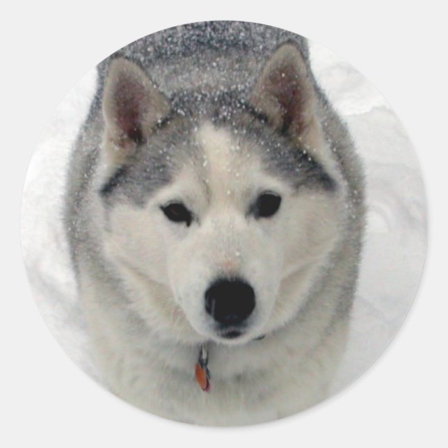 Totalt tillägg runt klistermärke (Framsida)