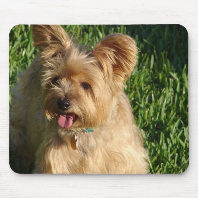 Toto Musmatta (Framsidan)