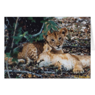 Toto Simbas (babylejon) Hälsningskort