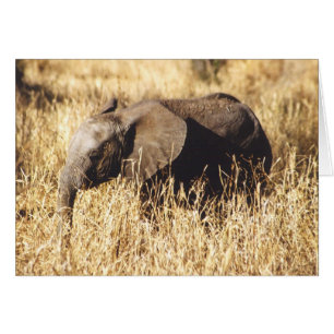 Toto Tembo (babyelefanten) Hälsningskort