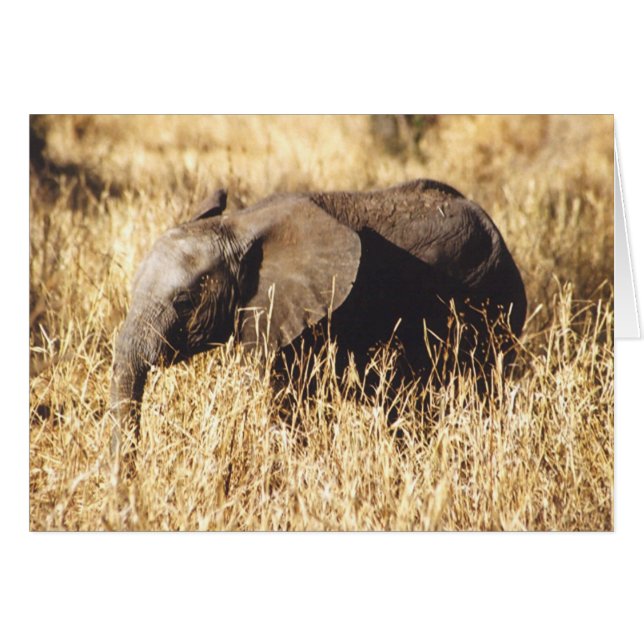 Toto Tembo (babyelefanten) Hälsningskort (Framsidan Horizontal)