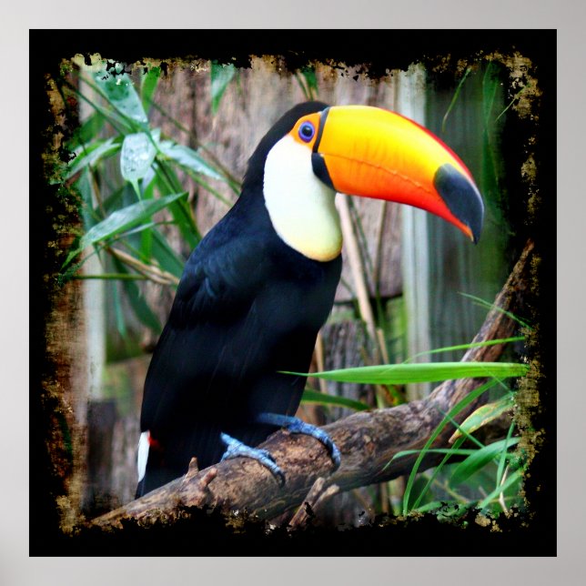 Toucan 5A Poster (Framsidan)