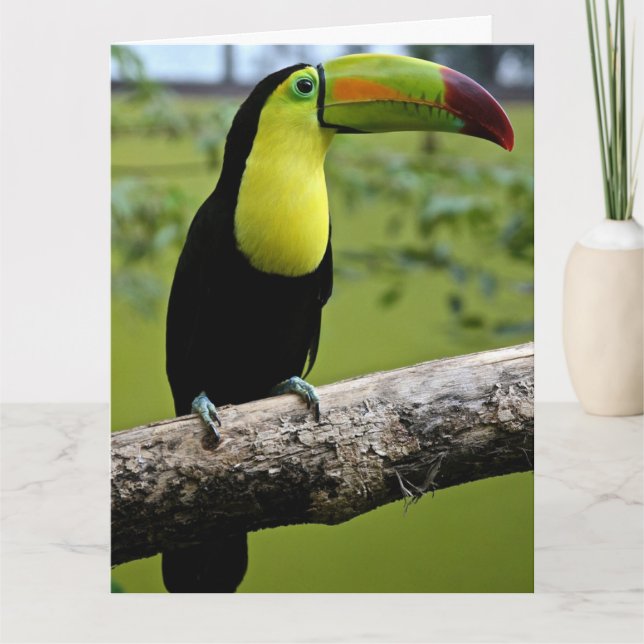 TOUCAN BIRD BIRTHDAY BIG CARD KORT (Framsida)