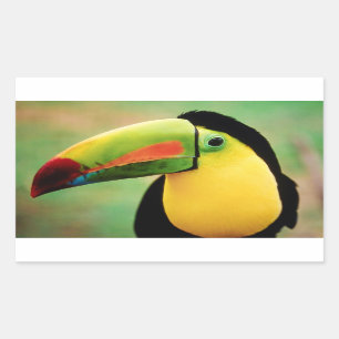Toucan Bird Vild Nature Color Fotography Rektangulärt Klistermärke