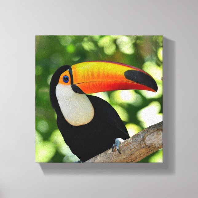 Toucan Canvastryck (Framsida)