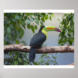 Toucan fotoaffisch poster