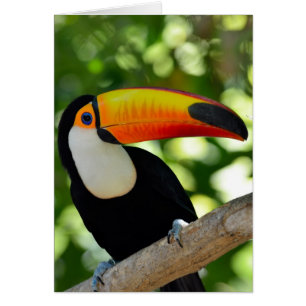 Toucan Hälsningskort