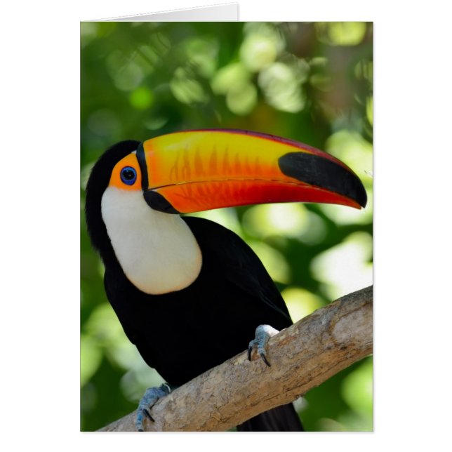 Toucan Hälsningskort (Framsidan)