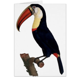 Toucan Hälsningskort