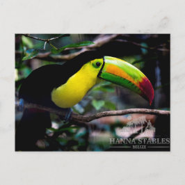Toucan i Belize Vykort