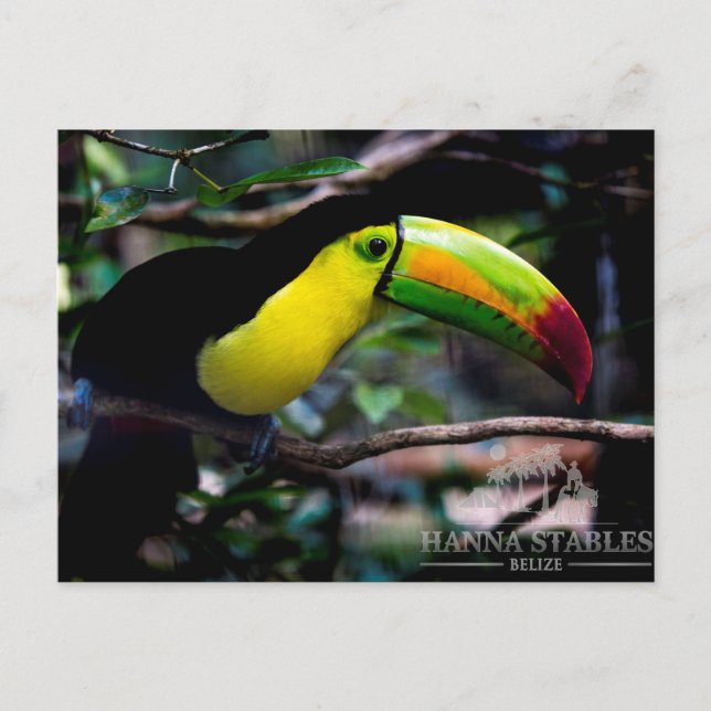 Toucan i Belize Vykort (Framsida)